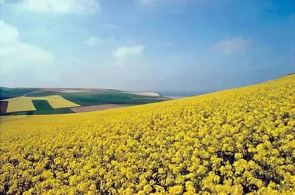 Champs de colza près de la côte