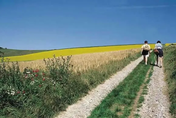 Promenade au bord des champs
