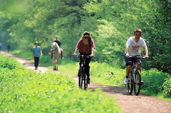 VTT sur un chemin boisé